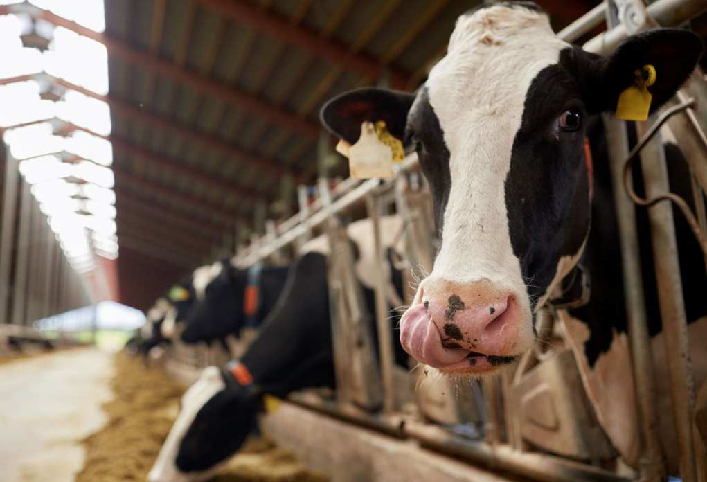 Picture - Cows producing manure converted to biogas.