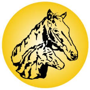 Profile photo of Austin